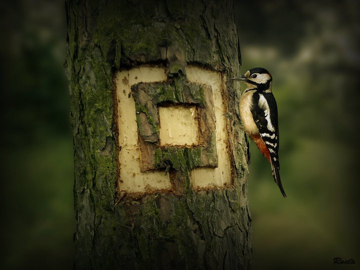 http://www.boardbox.tv/ftp/notifotos/catchlogo3.jpg
